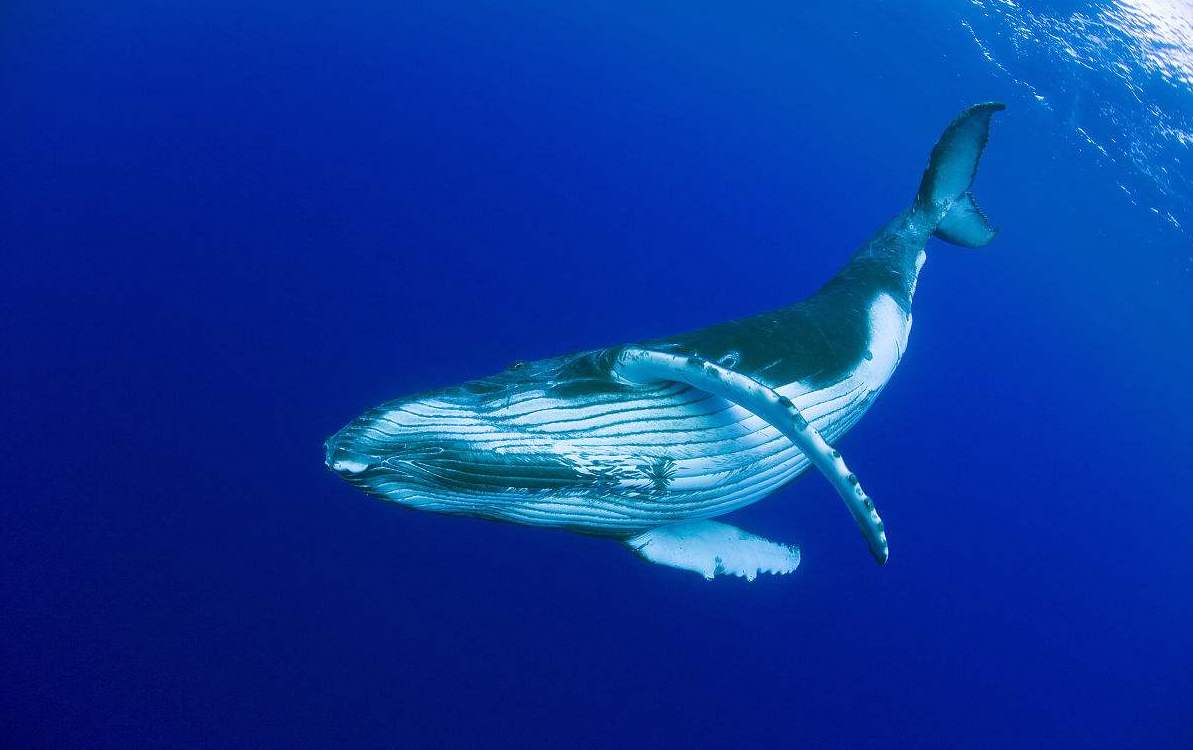 这28年,我都没有找到世界上最孤独的鲸鱼alice
