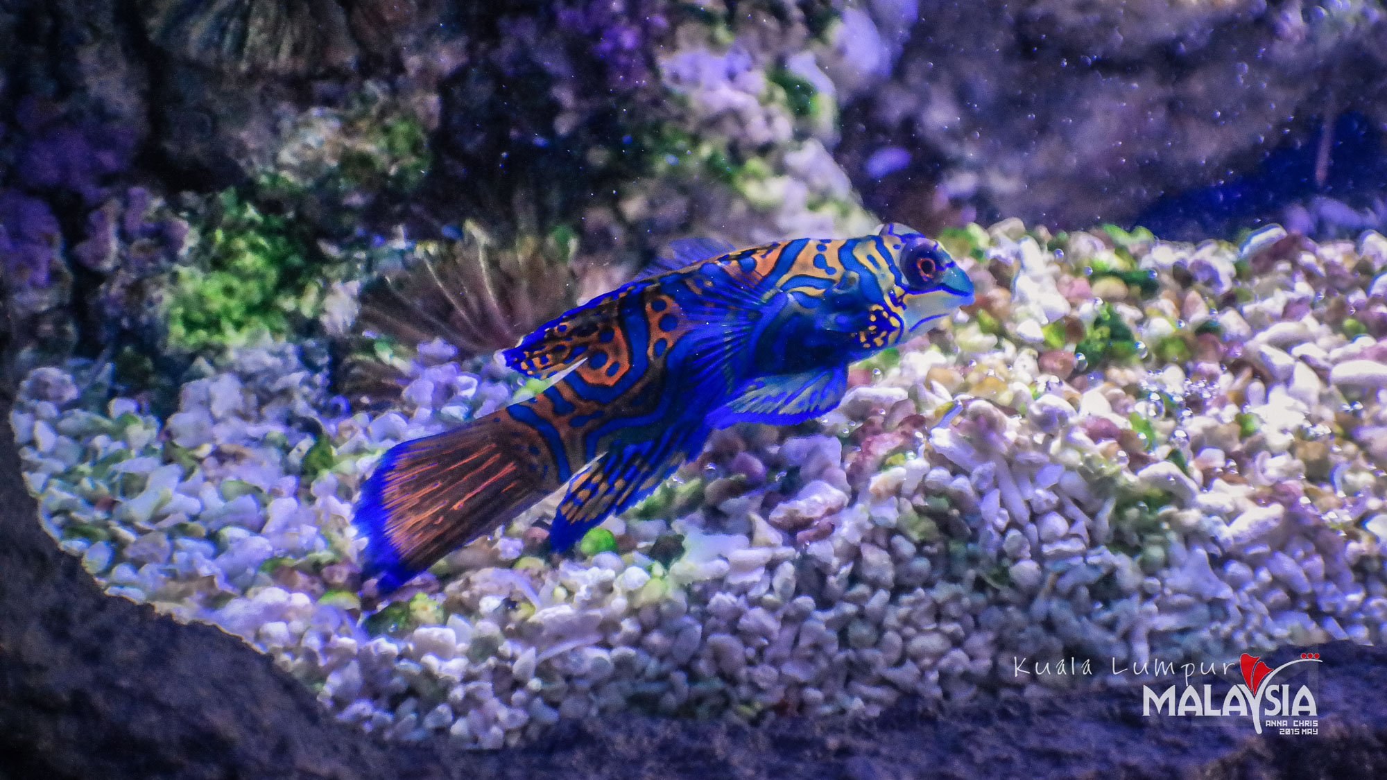 吉隆坡景点-吉隆坡城中城水族馆