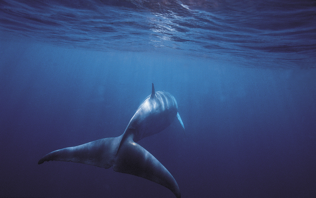 这28年,我都没有找到世界上最孤独的鲸鱼alice