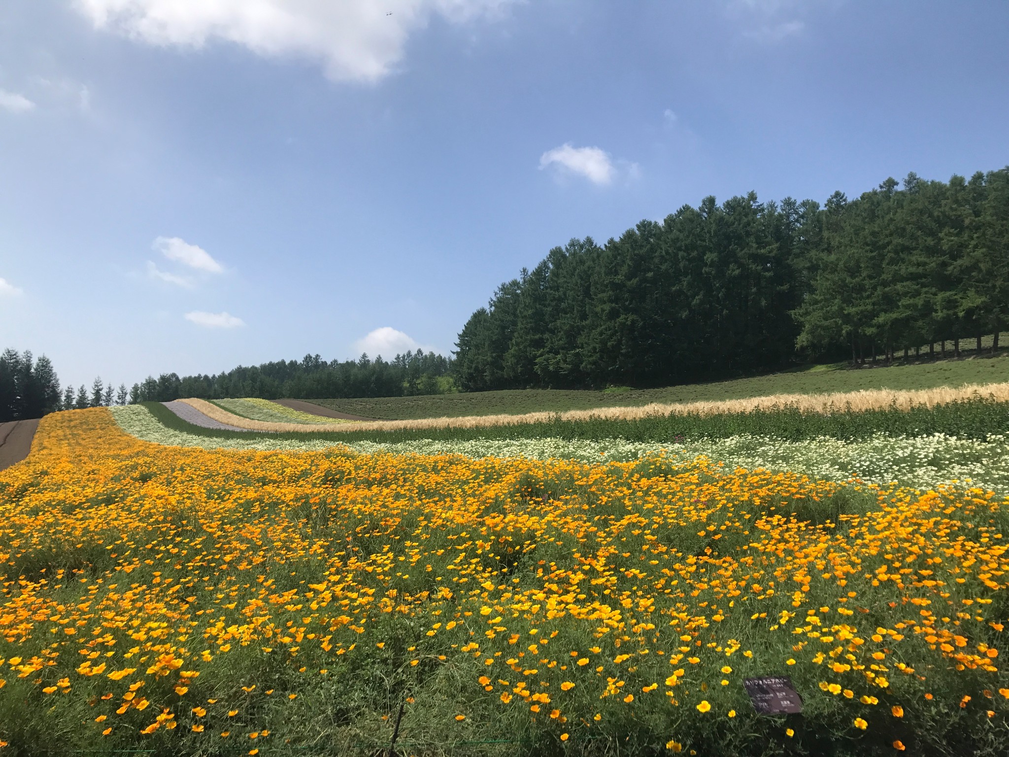 北海道自助遊攻略