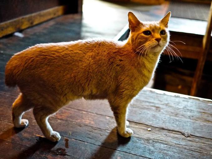 猫咪怎么才能坐飞机 wKgBZ1nOCTaAQvG5AAFwPJtZVmo82.jpeg?imageView2%2F2%2Fw%2F680%2Fq%2F90