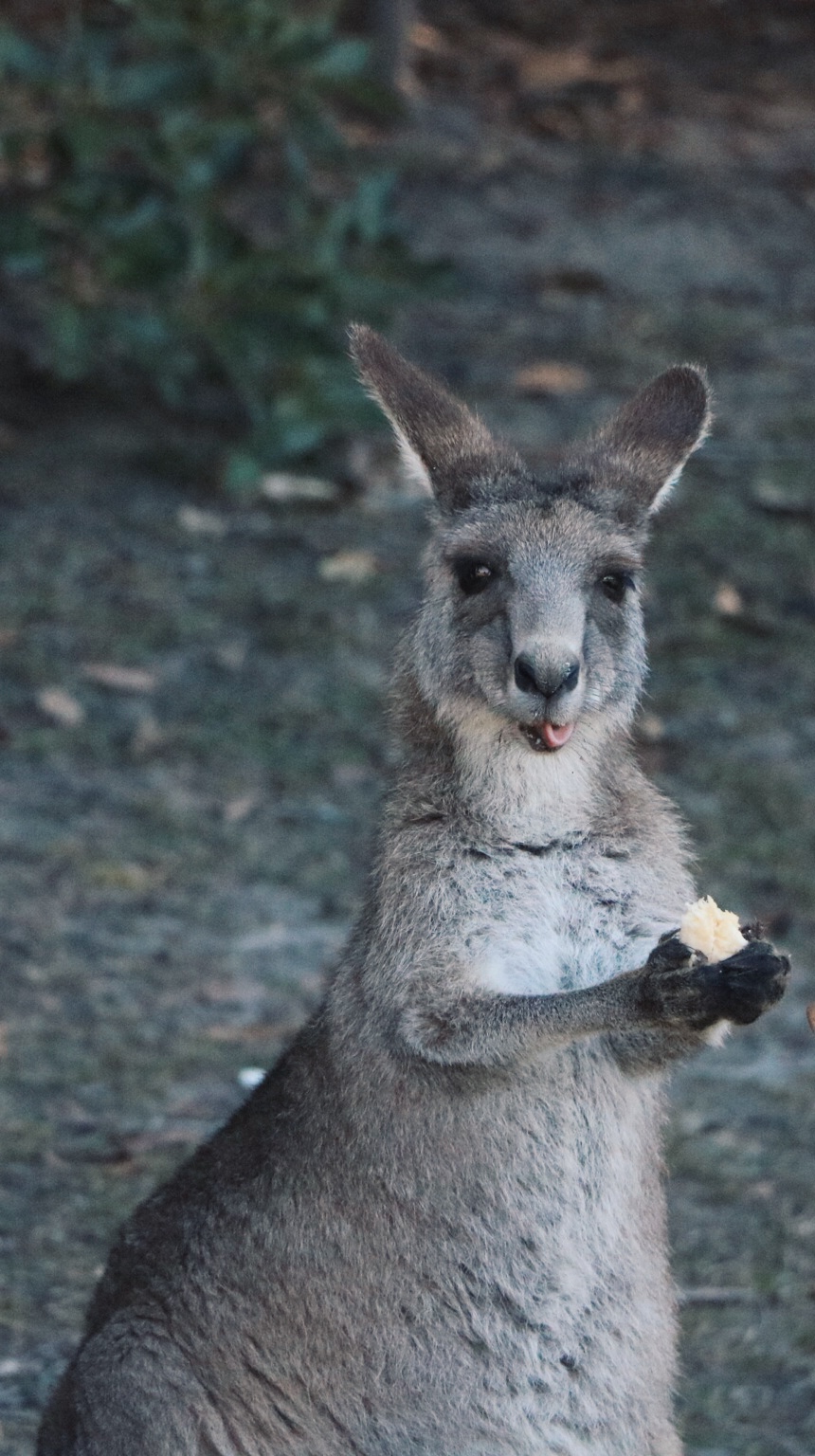 悉尼猫本 | 觅食散步,澳大利亚旅游攻略 - 马蜂窝