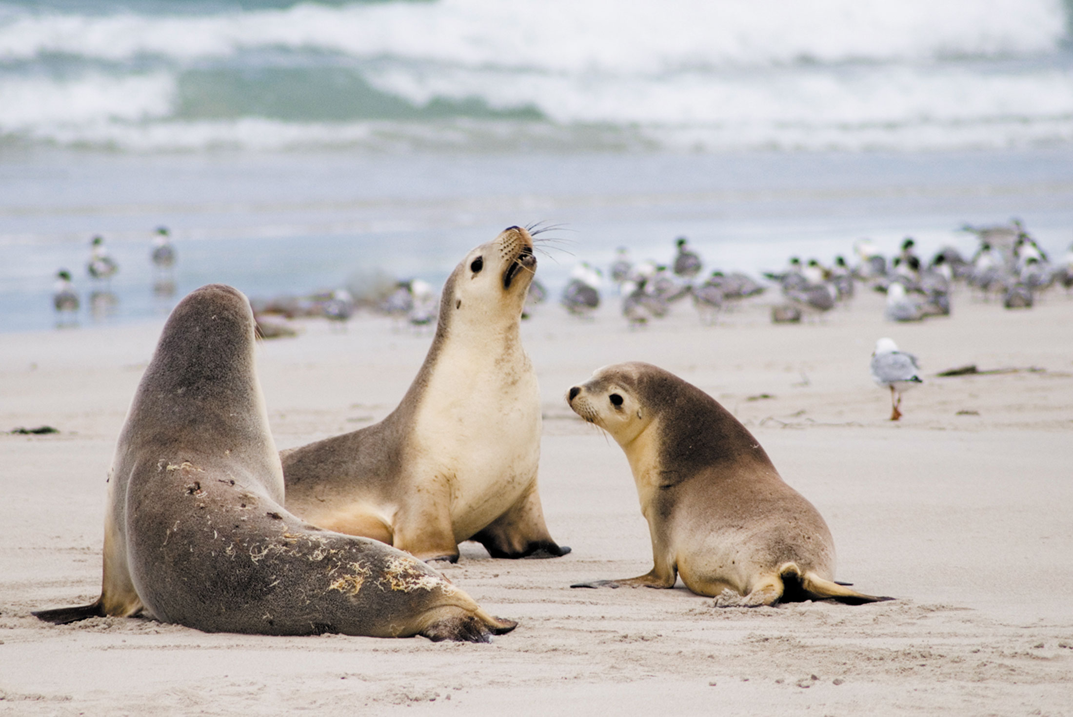 &mdash;澳洲海狮群而著称,这是澳大利亚一处游客可与海豹在沙滩上近