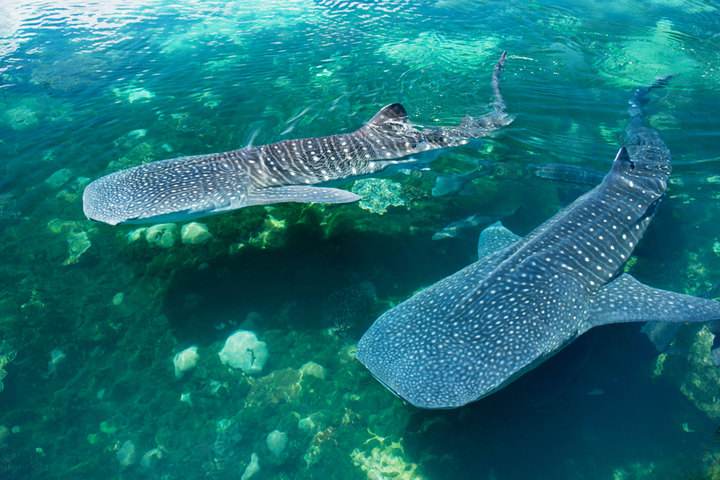 成都直飞三亚5天4晚跟团游赠送沙滩帽一套亚龙湾疍家海鲜特色火锅4晚