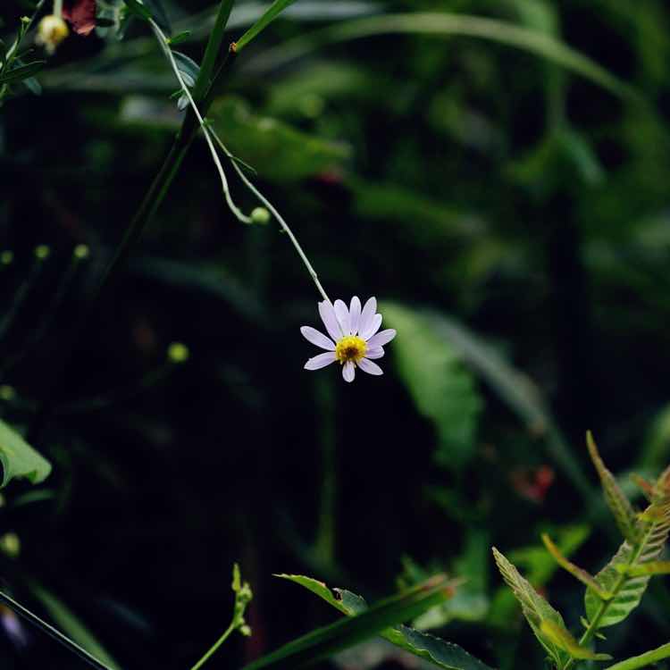 Lonesome