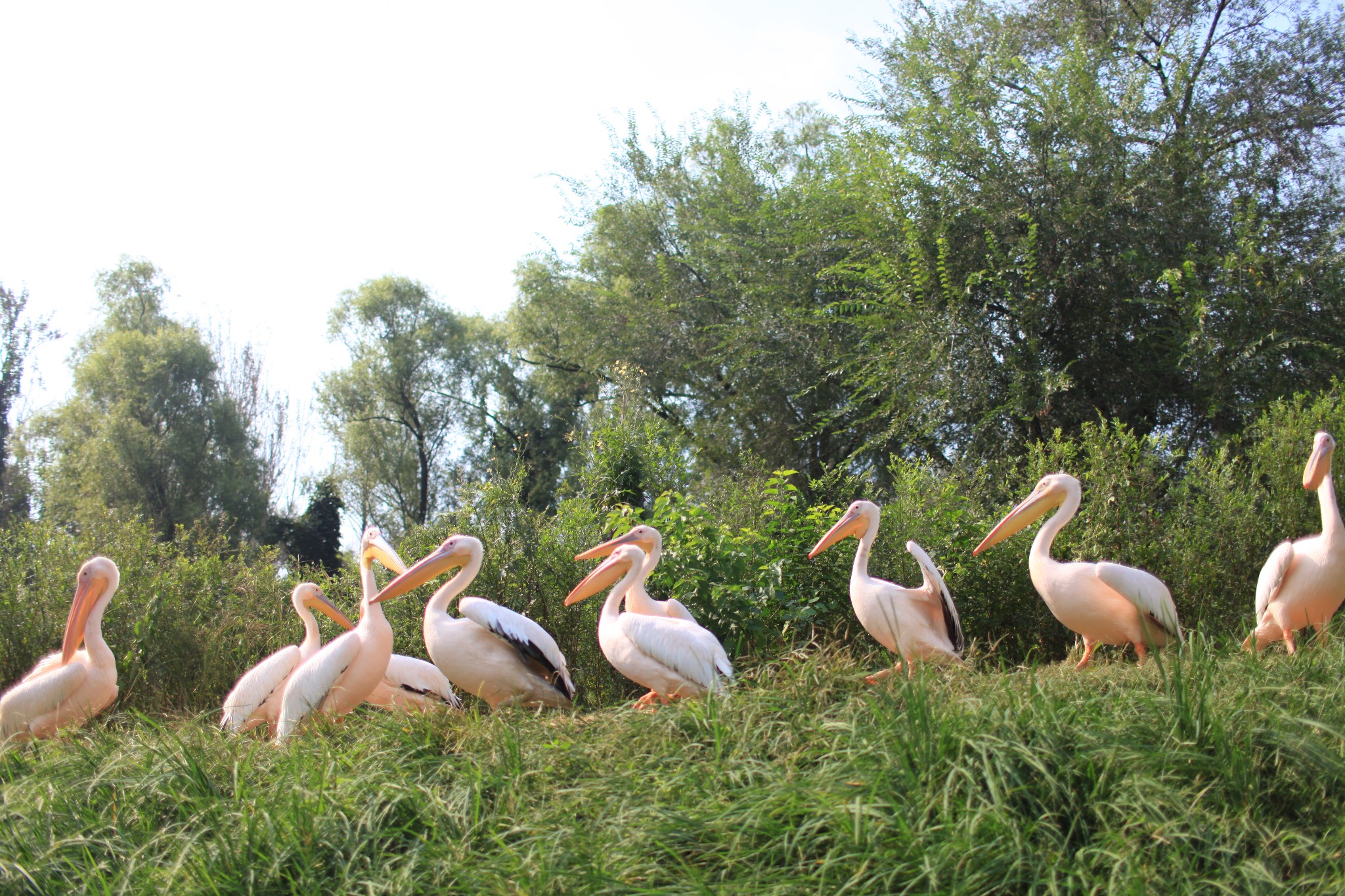 北京周边游:北京野生动物园 固安福朋酒店 周末遛娃好去处