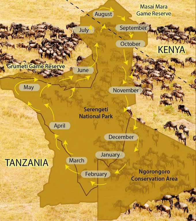 非洲动物迁徙路线图图片