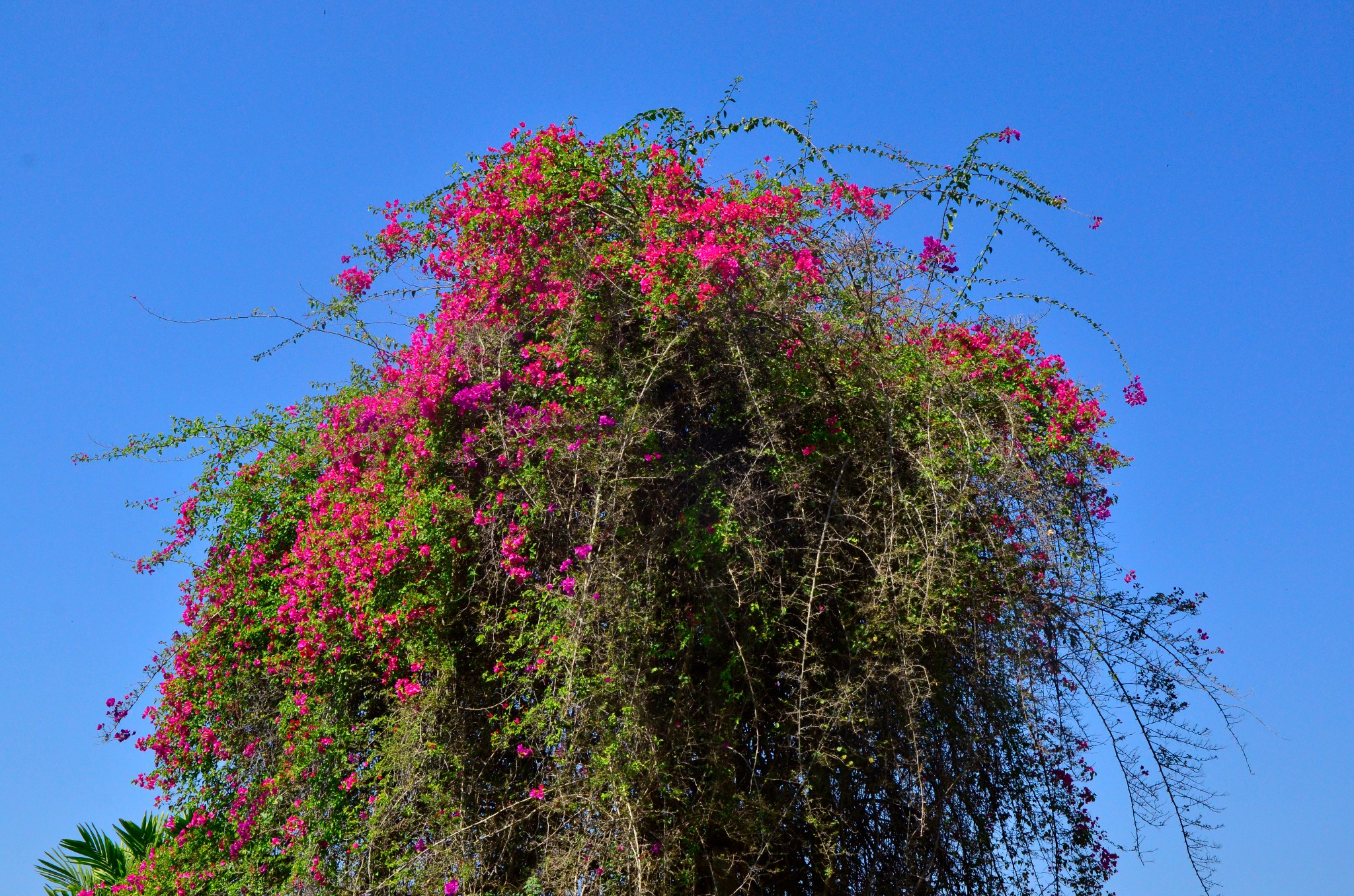 【景洪景點圖片】西雙版納熱帶花卉園