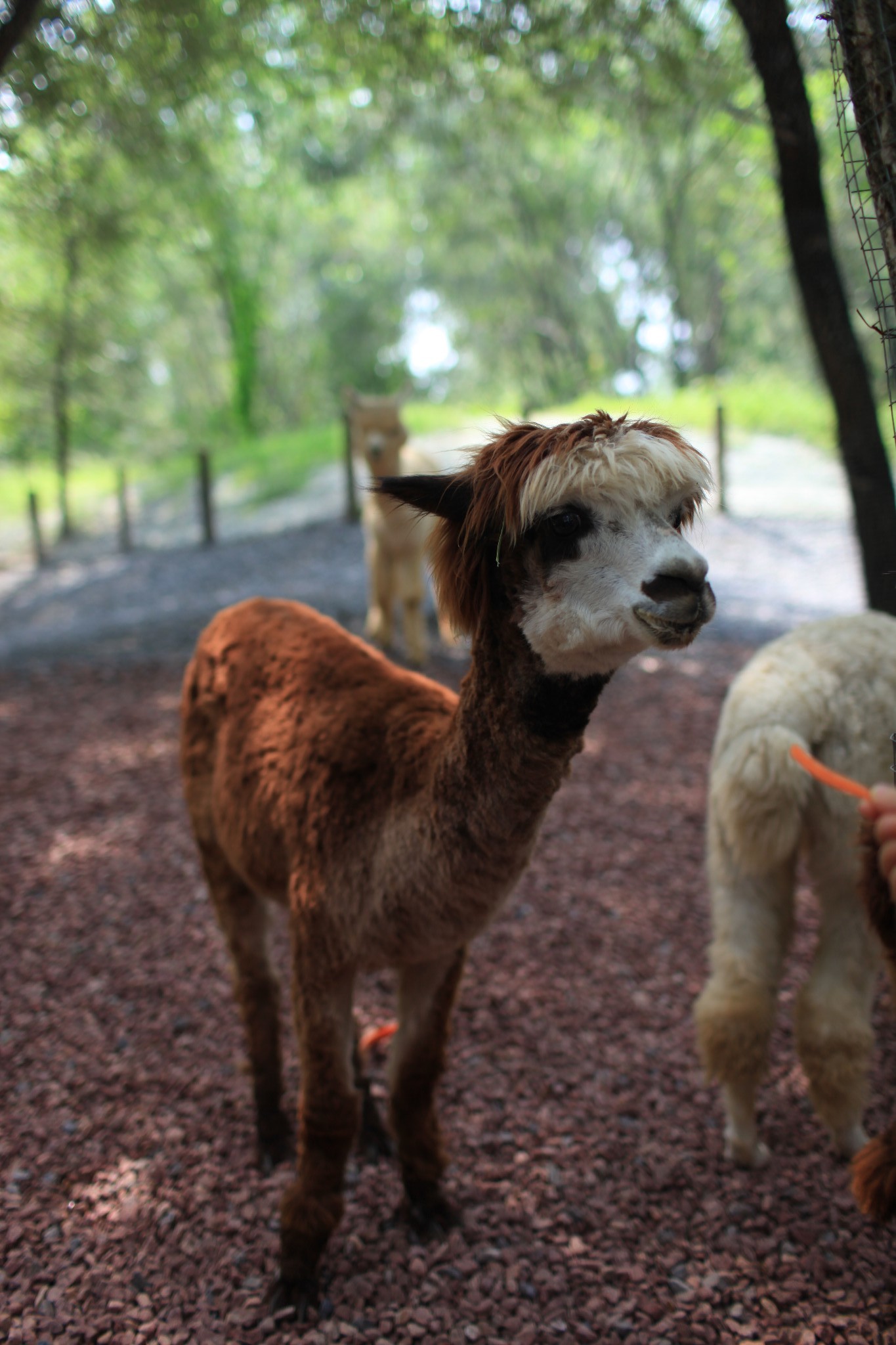 回复游记:北京周边游:北京野生动物园 固安福朋酒店 周末遛娃好去处