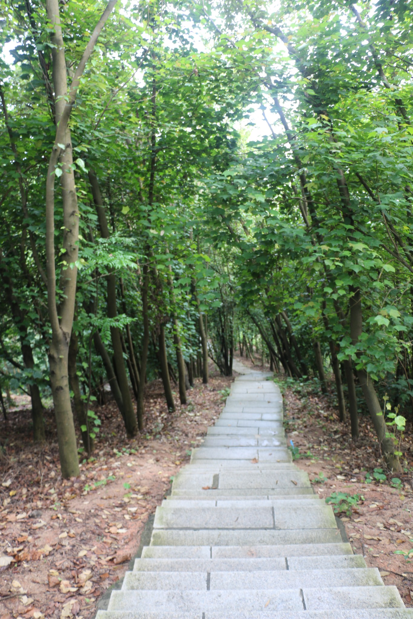 陪你玩,中山树木园的精灵们
