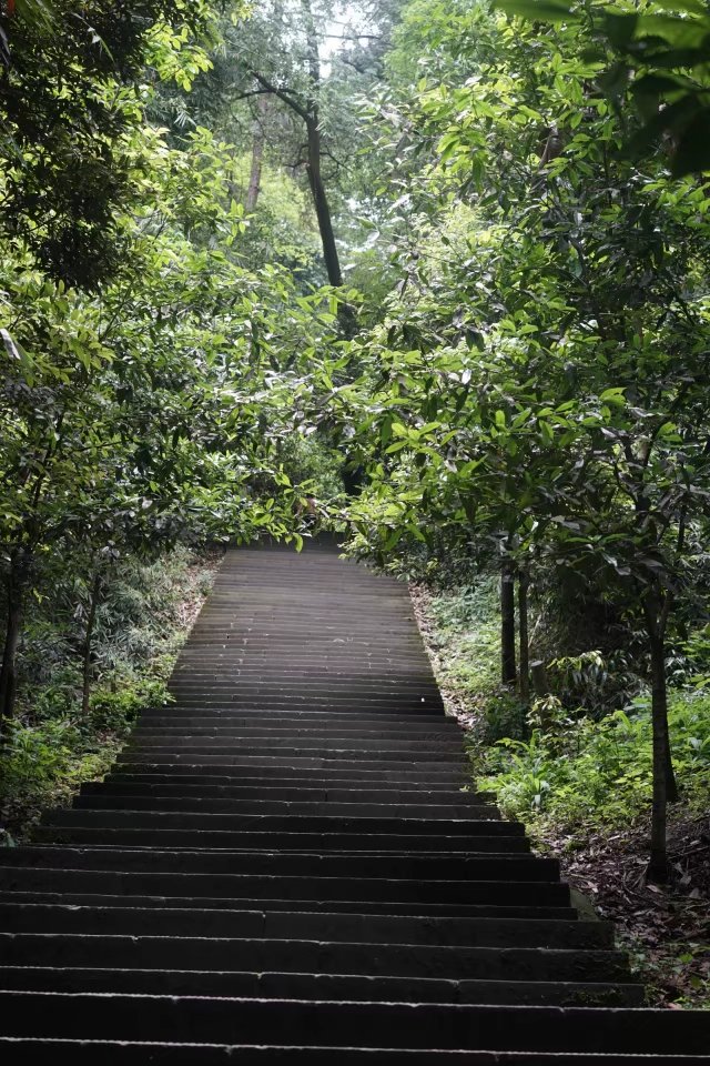 我的闲散时光歌乐山森林公园登山