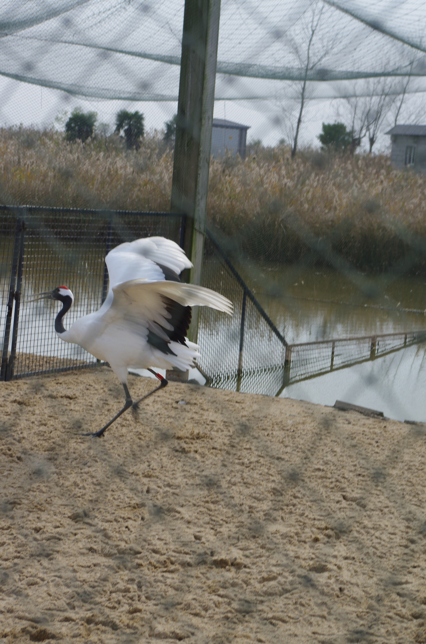 盐城时,是只想去新四军纪念馆看看,后来在网上一搜景点,觉得丹顶鹤