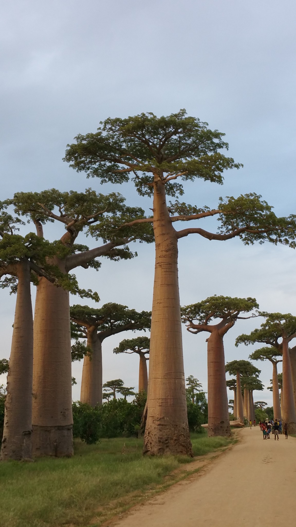 非洲三国行马达加斯加之三猴面包树