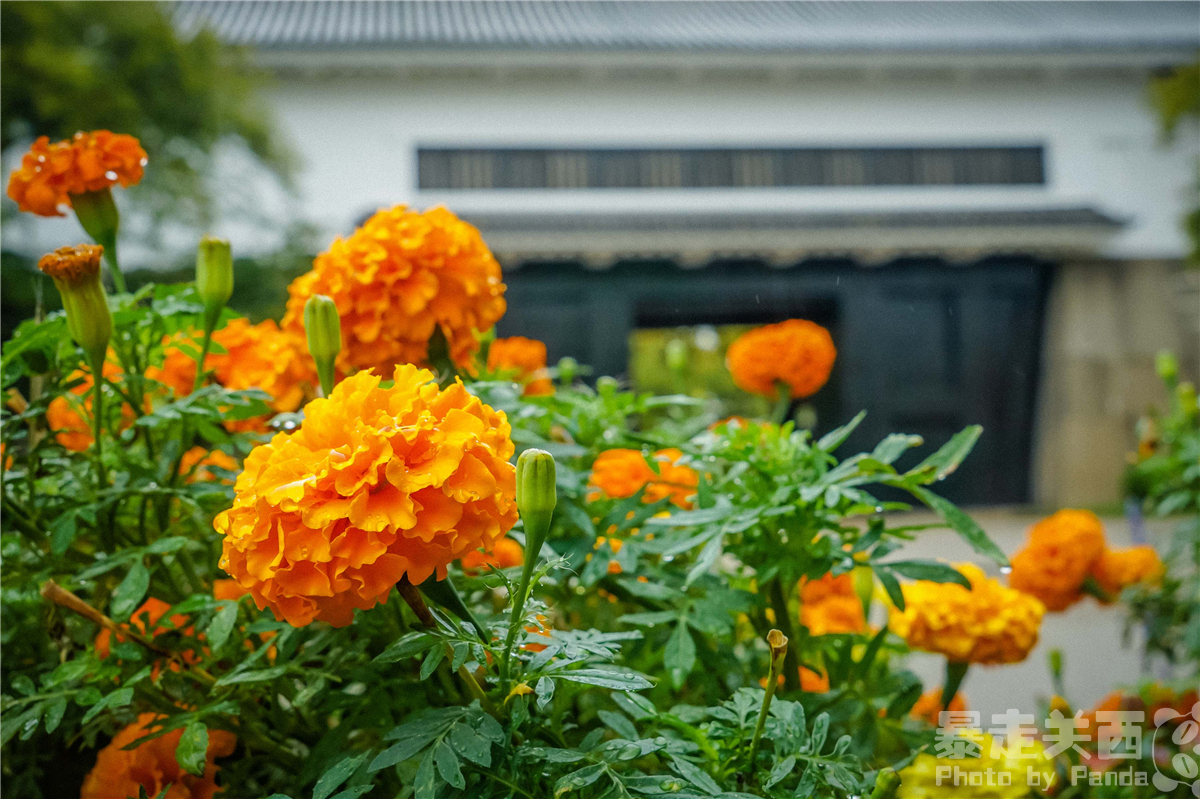 京都自助遊攻略