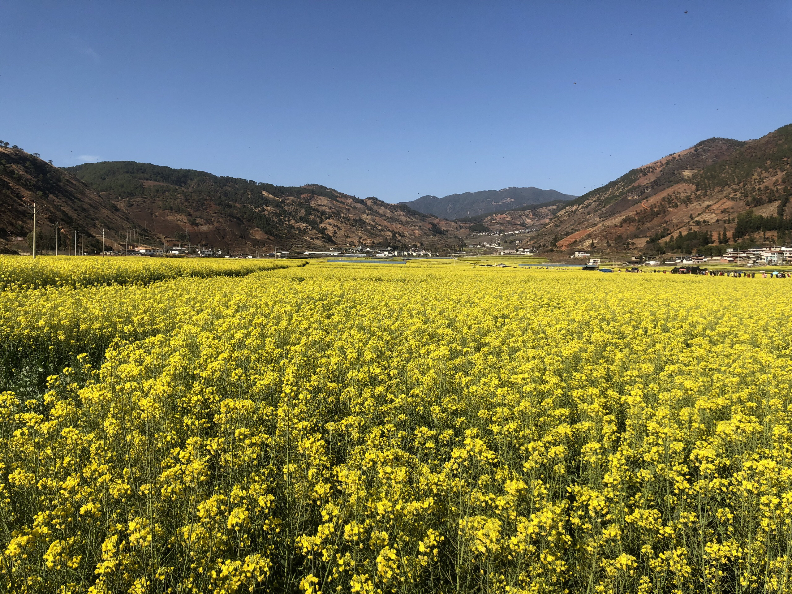 米易普威镇油菜花图片