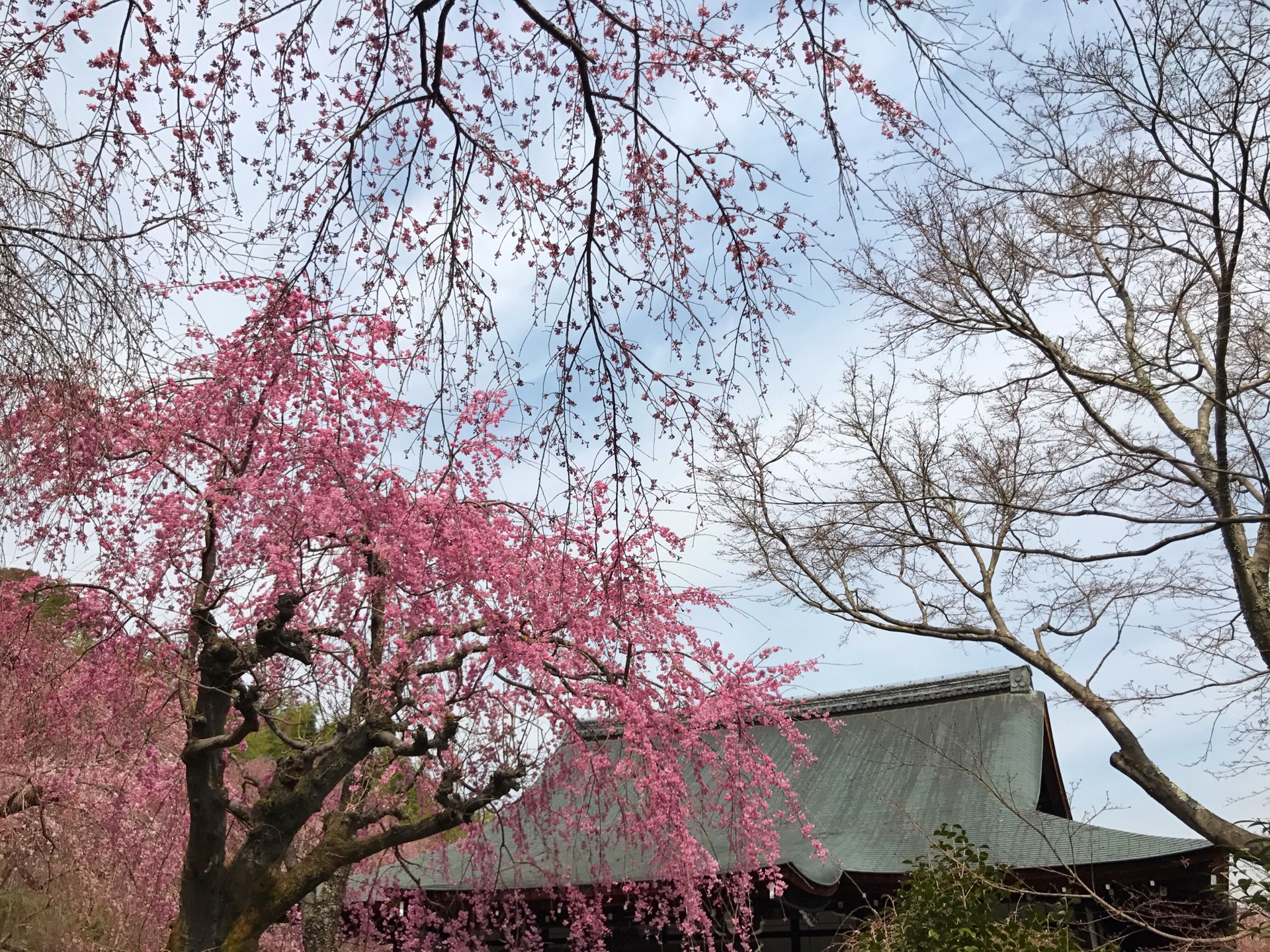 京都自助遊攻略