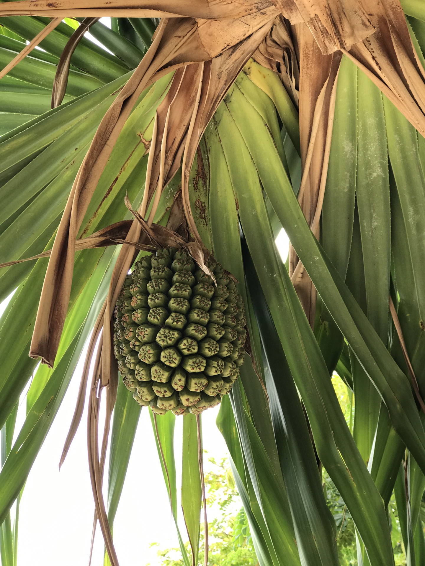 夏威夷自助遊攻略