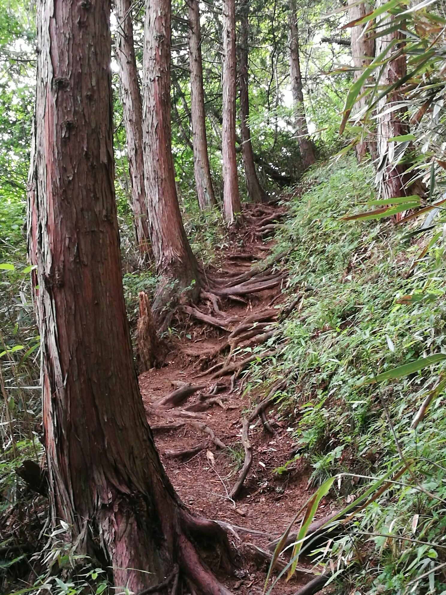 大岳山-鸩之巢溪谷-奥多摩温泉(#东京都郊外游...