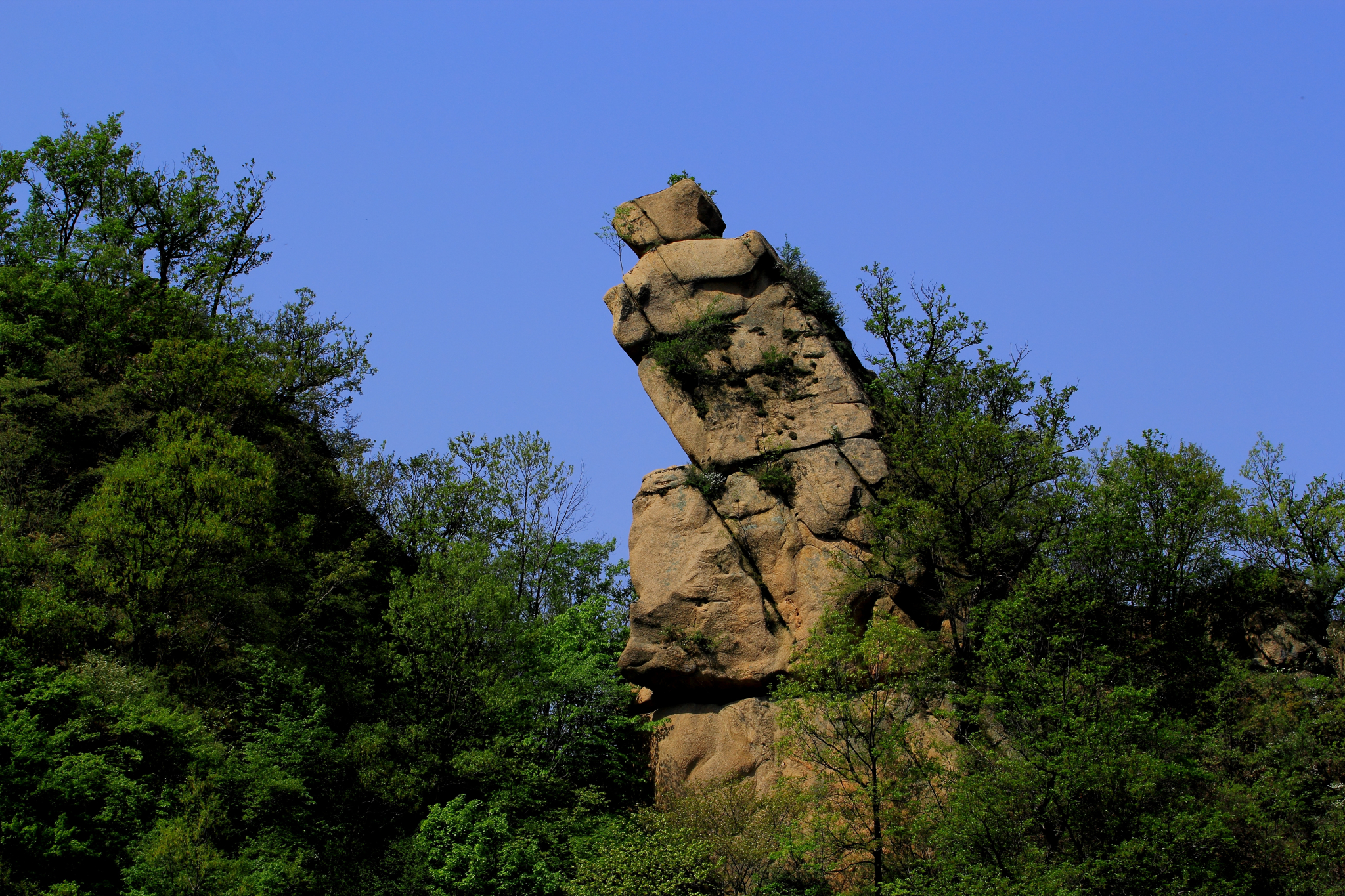 汝陽西泰山賞杜鵑