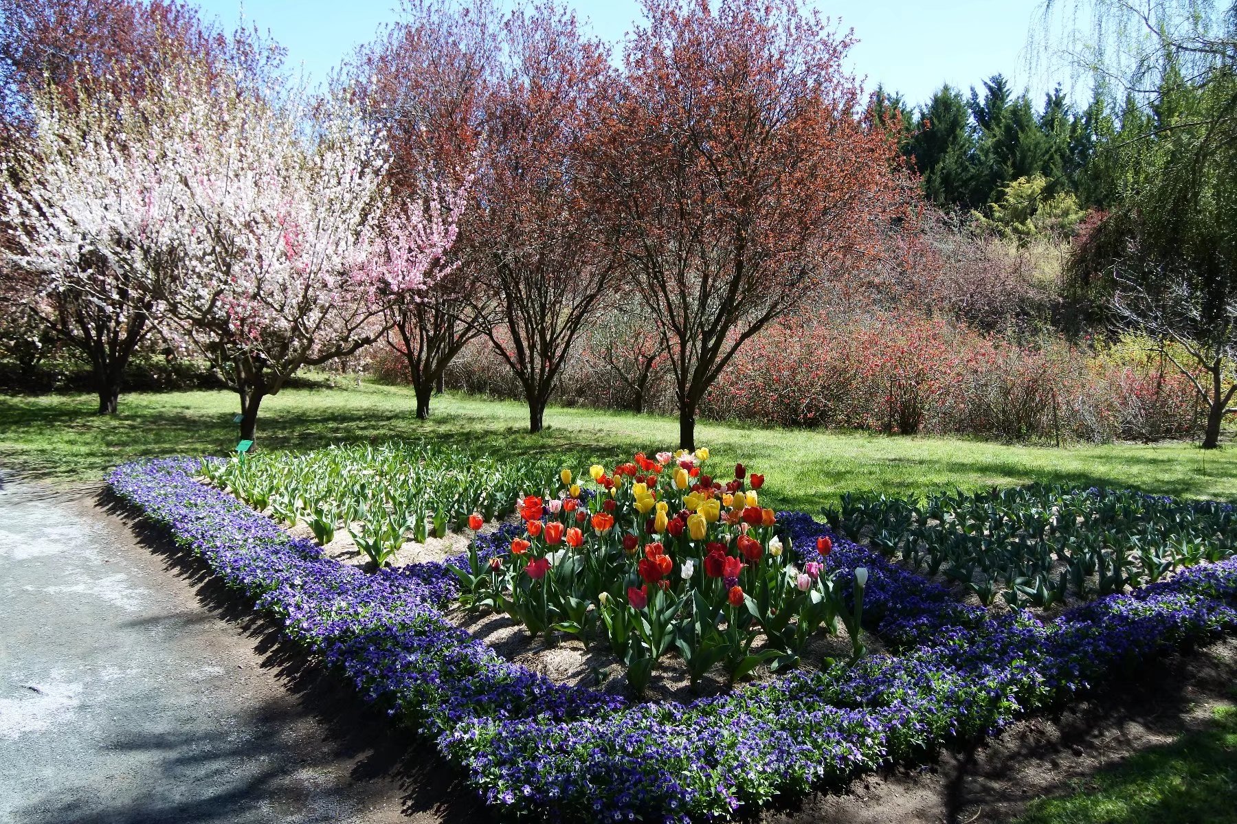 新洲小镇sutton游之tulip top garden,堪培拉自助游攻略 - 马蜂窝