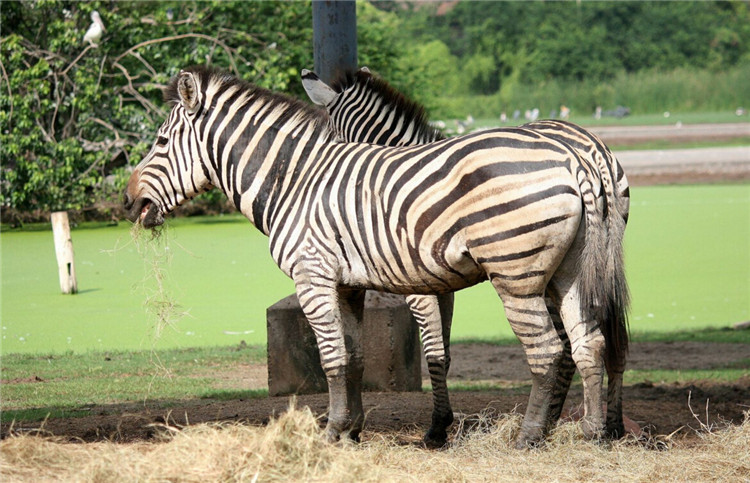 极速出票无需打印·曼谷野生动物园safari world门票(野生动物乐园