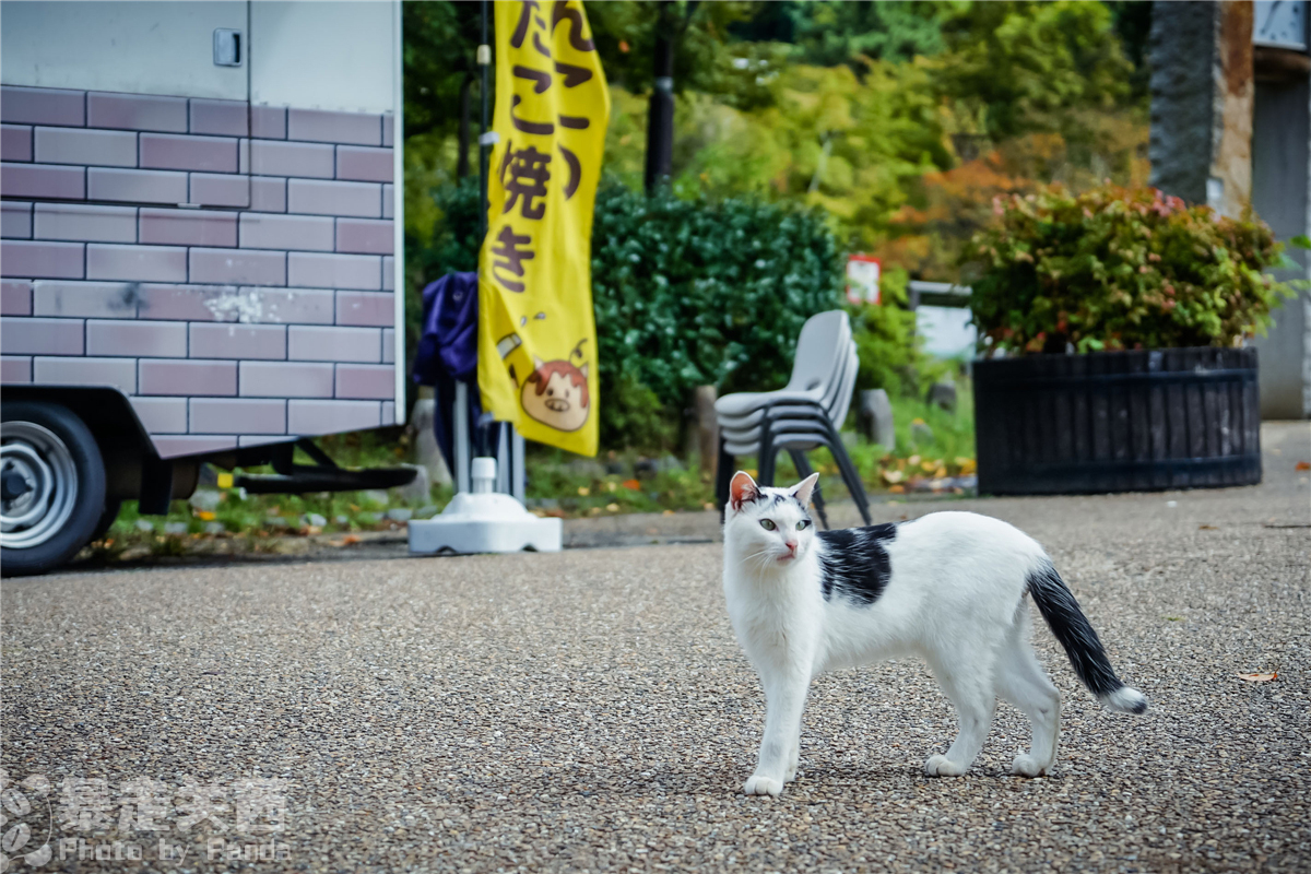 京都自助遊攻略