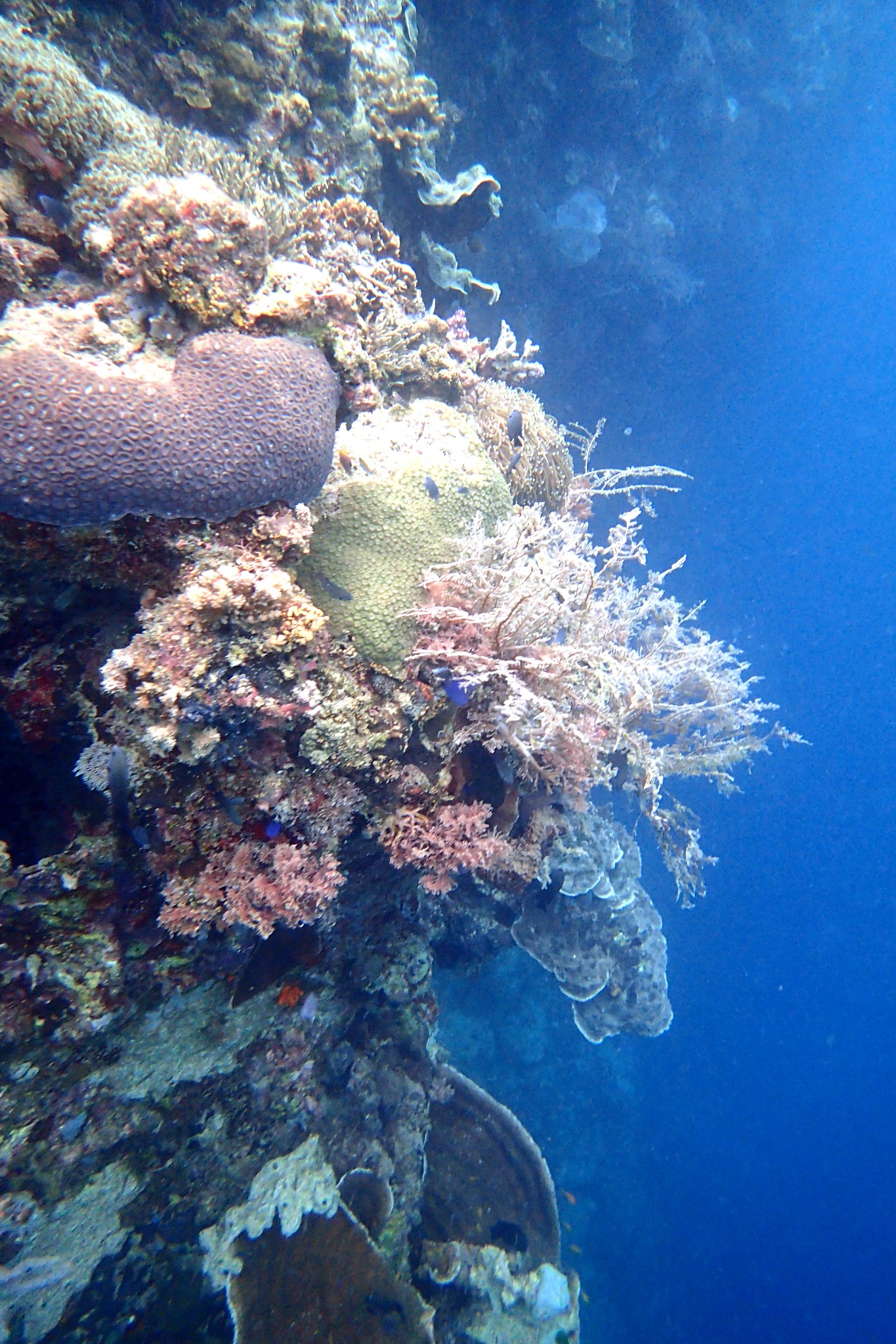 菲律宾杜马盖地薄荷鲸鲨沙丁鱼海龟9天自由行