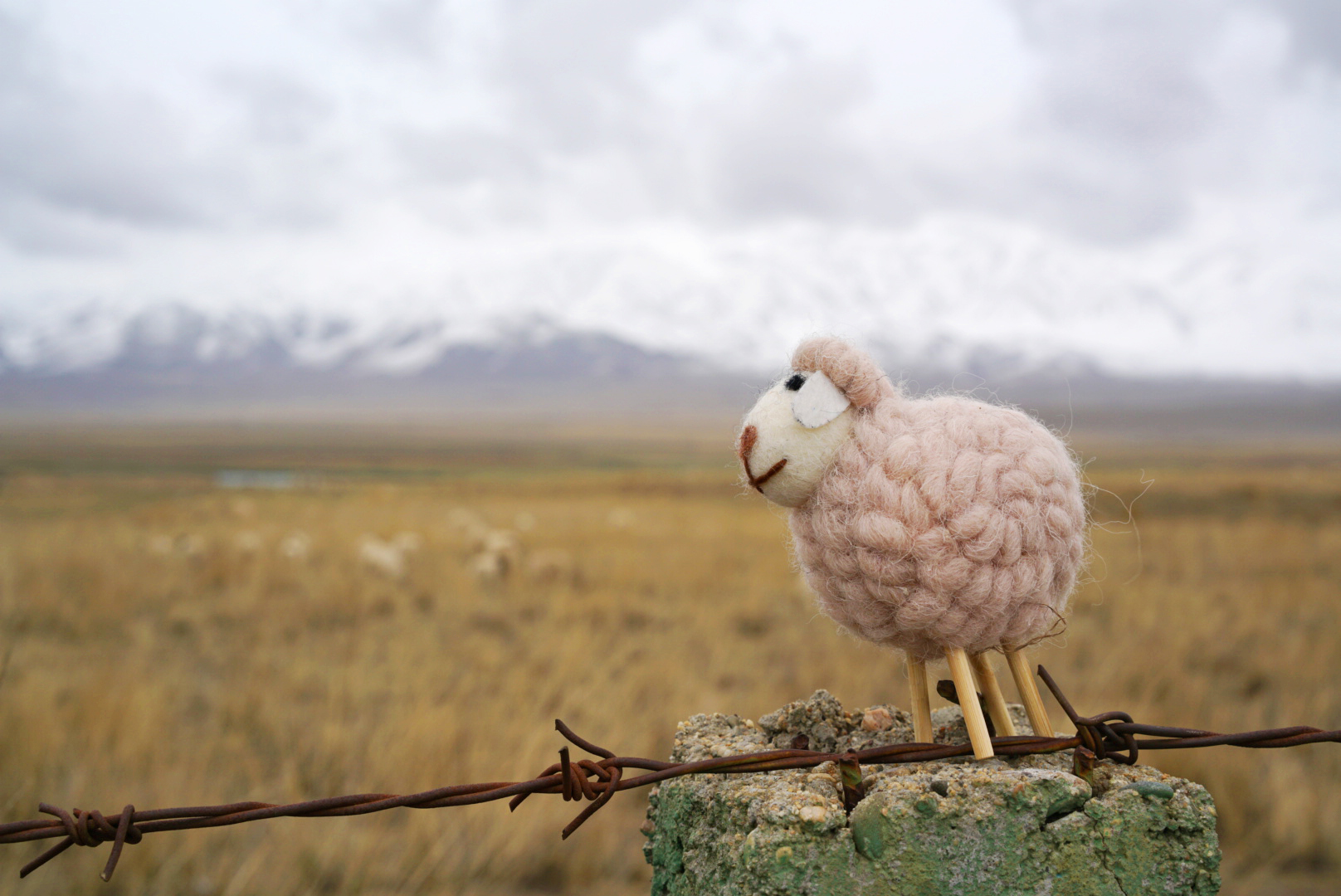 遇见野骆驼,龙卷风,仙鹤和小绵羊5.