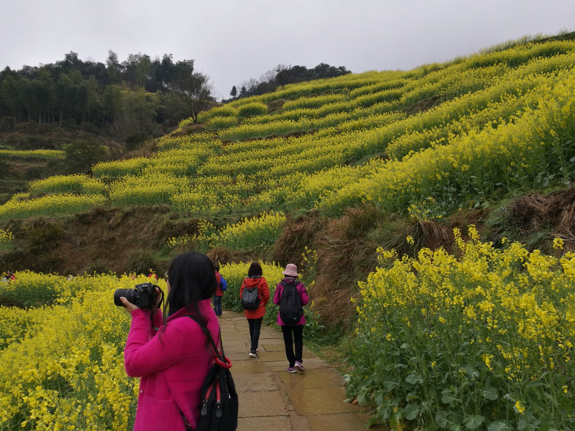 花香村纯山秀春色