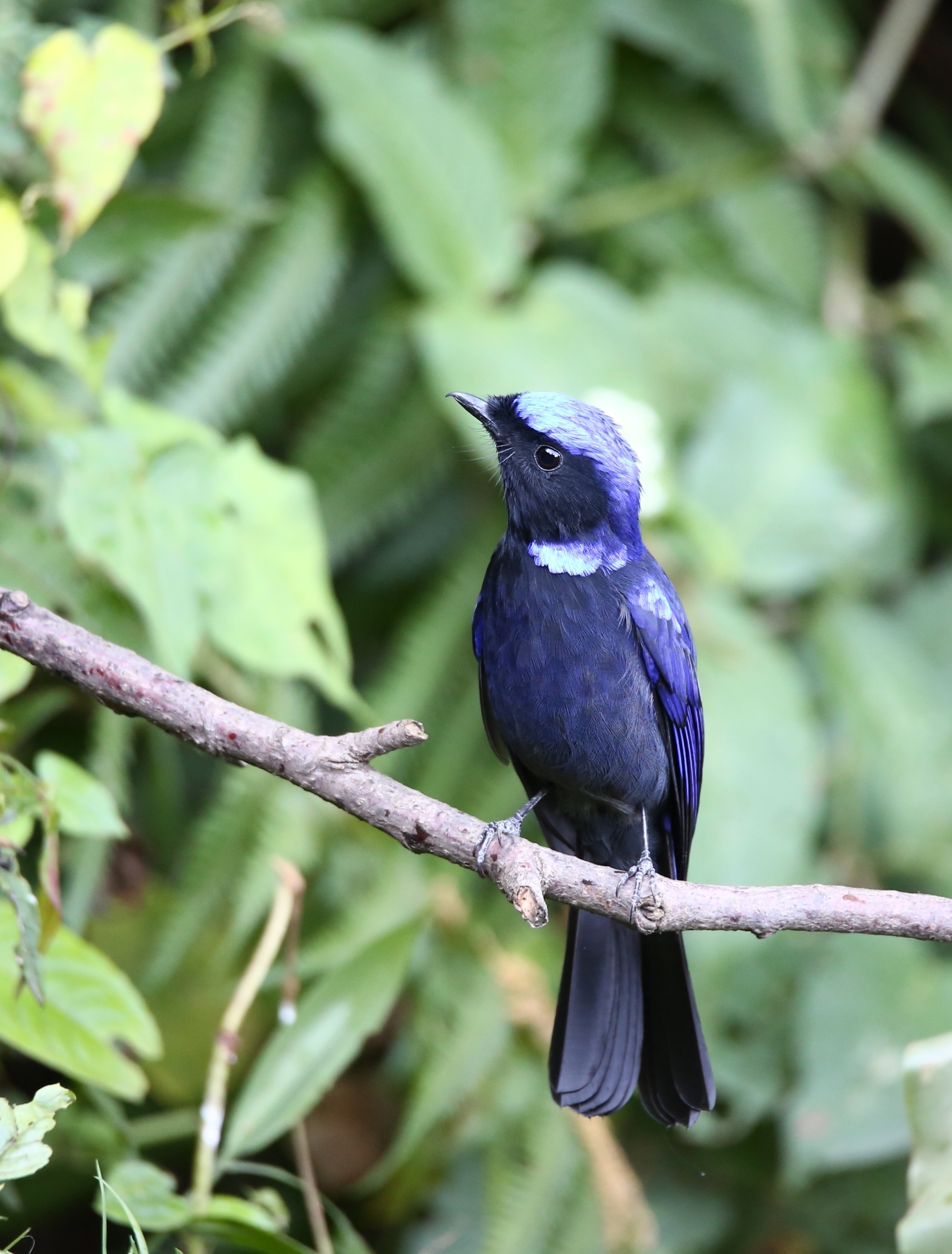 走进高黎贡山带你认识超多种有趣鸟类
