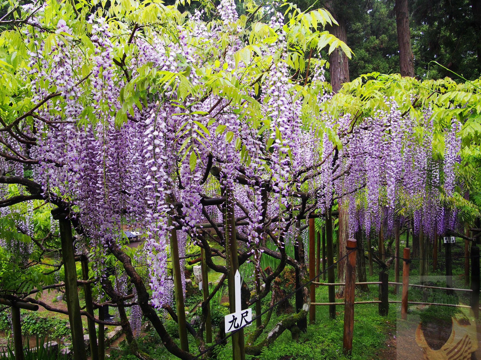 日本 奈良市 春日大社 神苑 万叶植物园 紫藤花庭 世界文化遗产 半