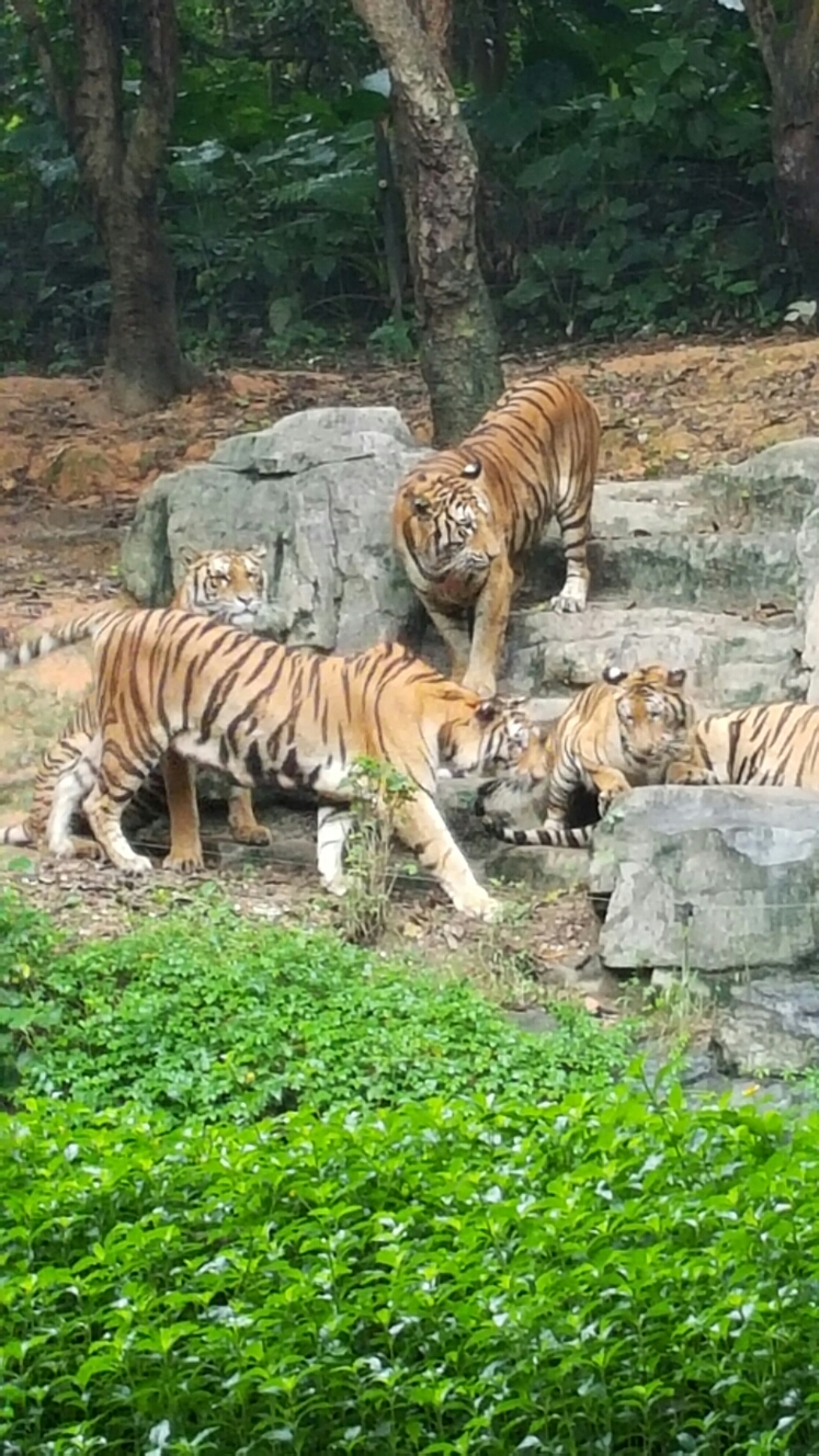 兄弟姐妹六只一起长隆动物园欢乐世界两天走起