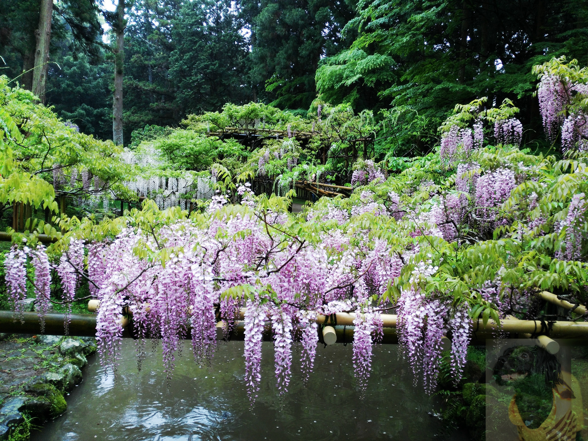 日本 奈良市 春日大社 神苑 万叶植物园 紫藤花庭 世界文化遗产 半