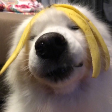 胖達番茄