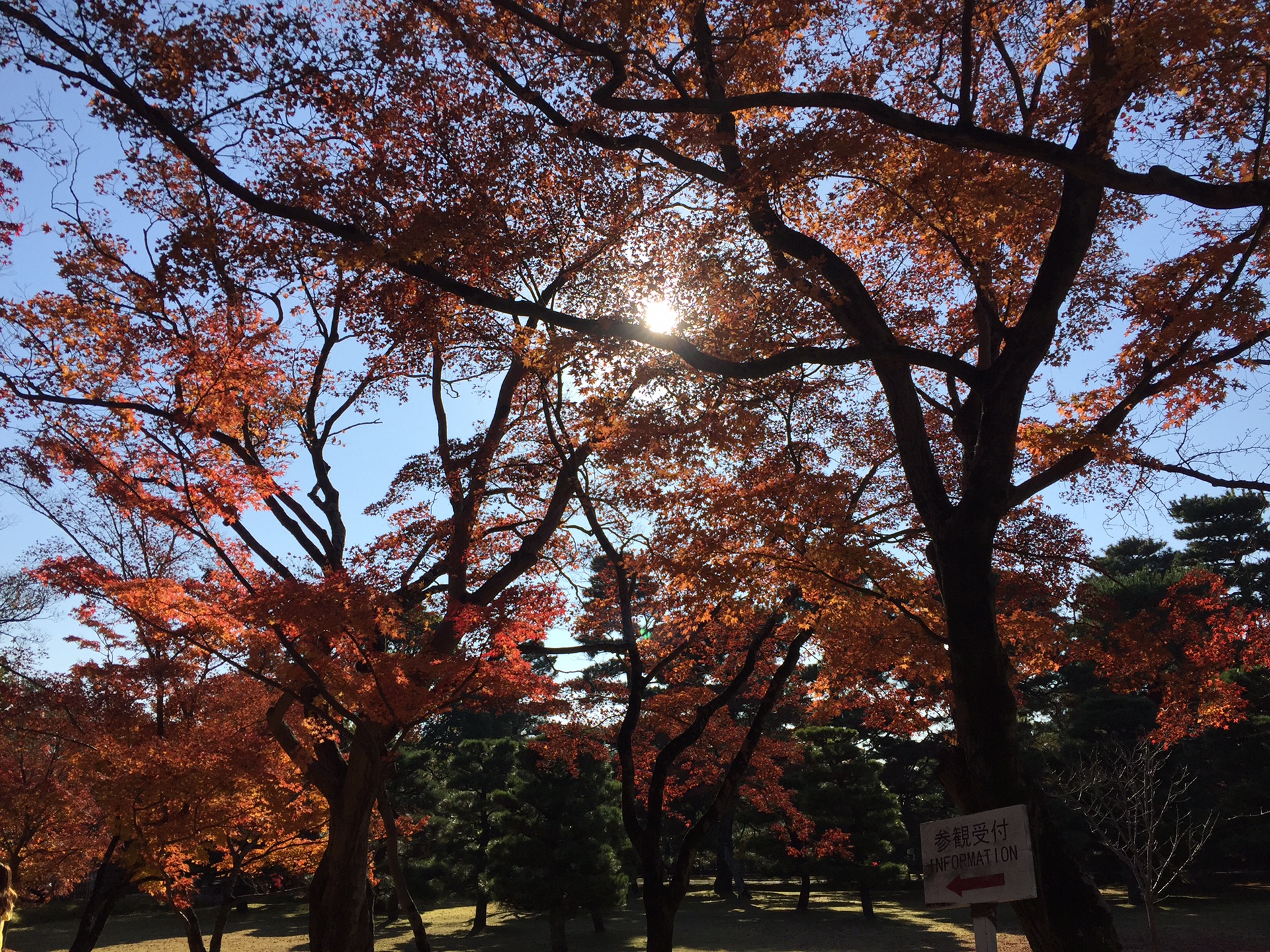 京都自助遊攻略