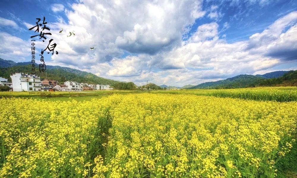 新春第一拍2019年2月5日大年初一婺源江灣景區附近的油菜花期實況