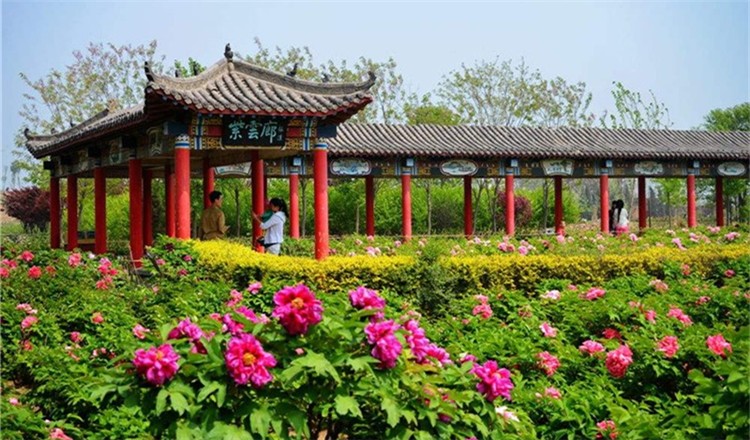 邢台汉牡丹园景区门票(天香国色,唯有牡丹)