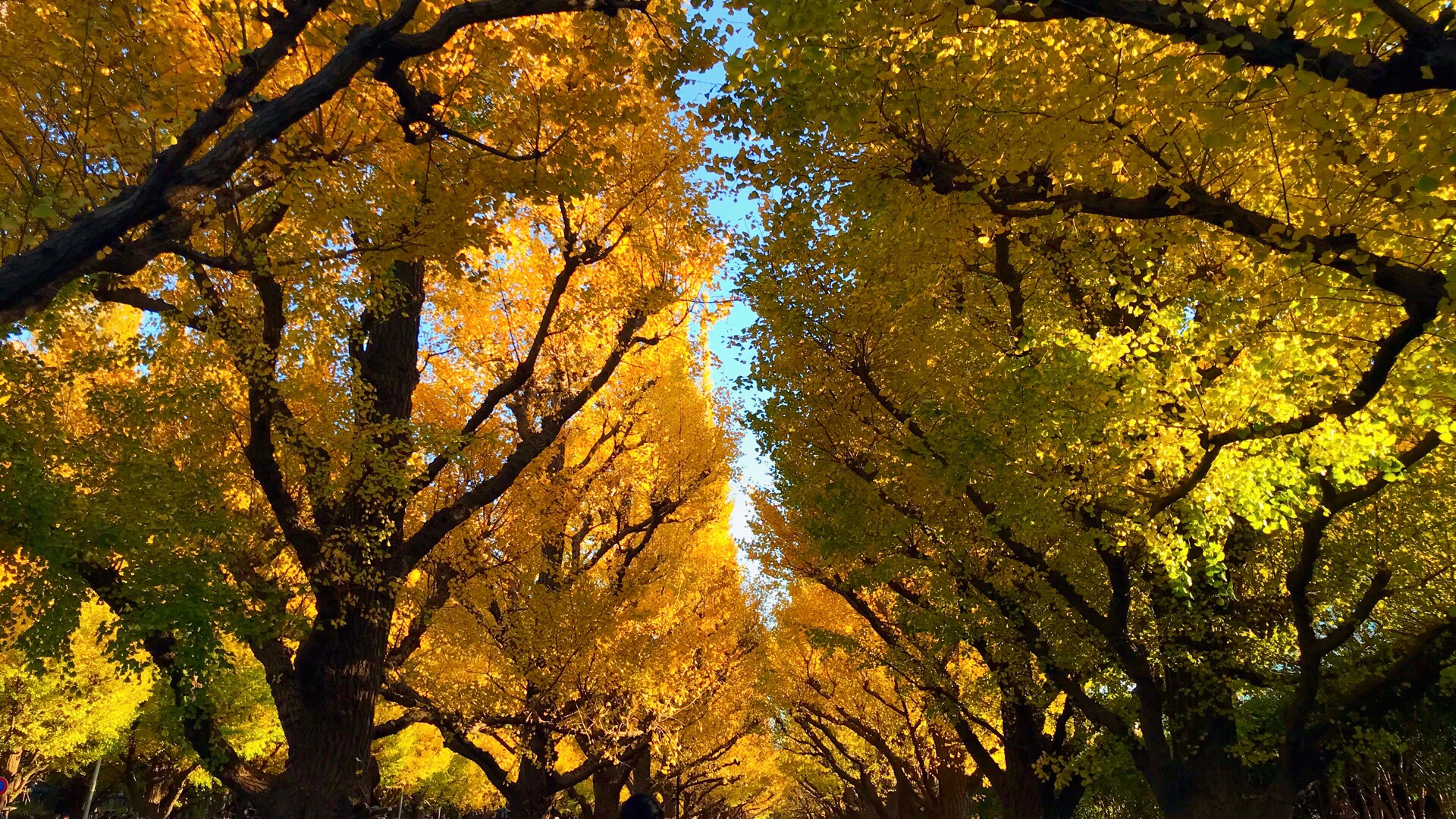 11月の東京お台場と明治神宮外苑と高尾山