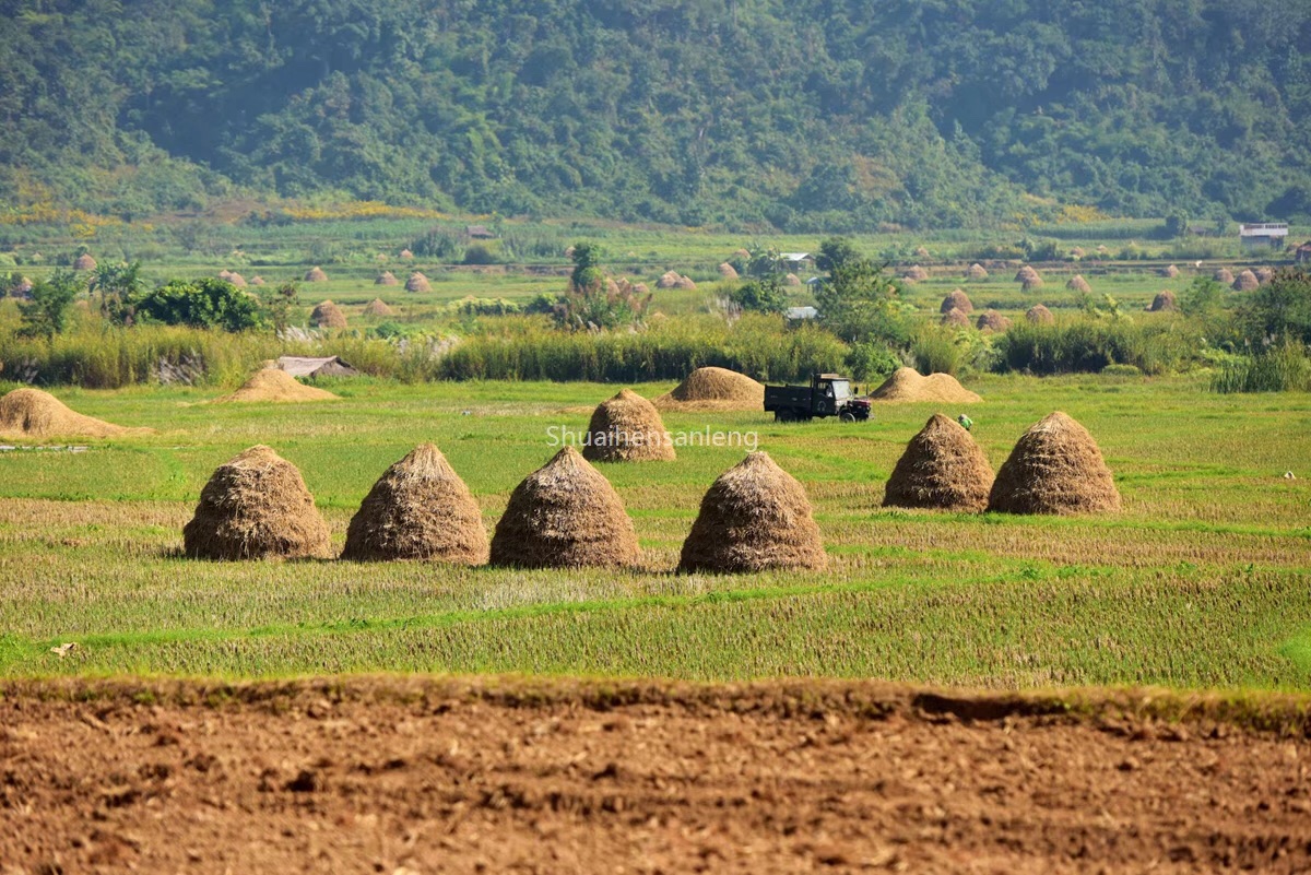久违谷堆秋田里一道亮丽的风景线你还有多少记忆