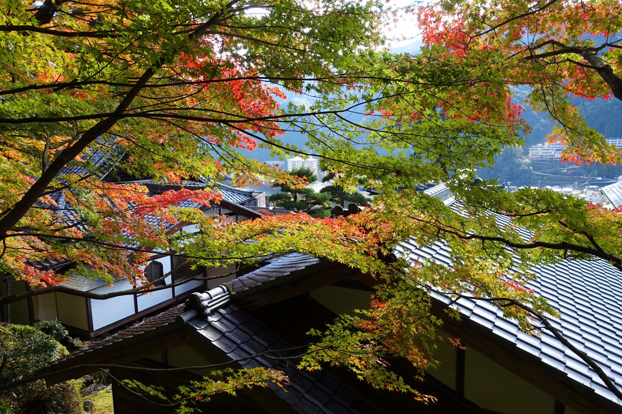 金秋11月日本中部北陸升龍道溫泉美食賞楓之旅vv