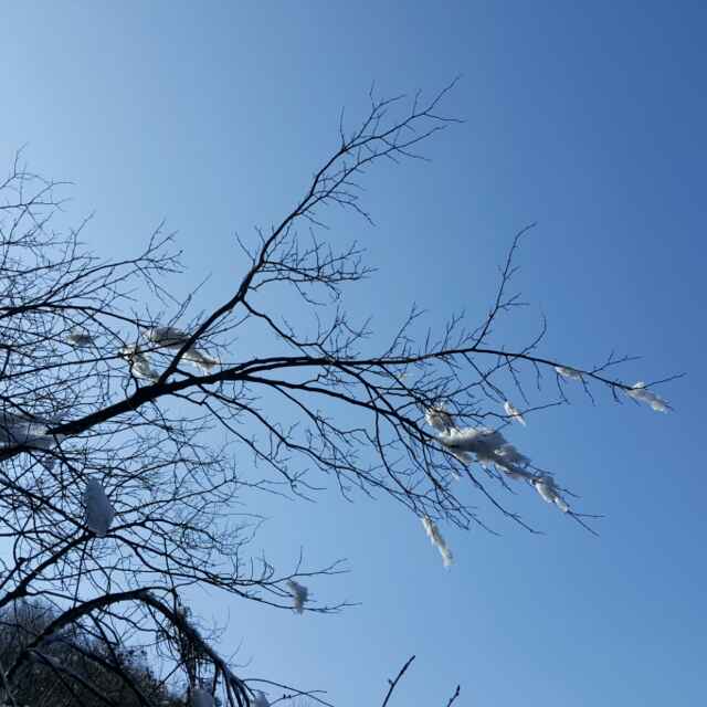 雪鹰