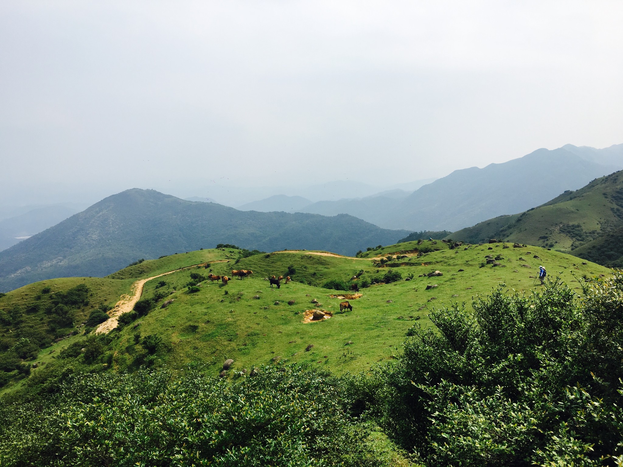 高山绿色草甸上的悠哉牛牛——记江门恩平龙头岭轻松一日行,江门自助