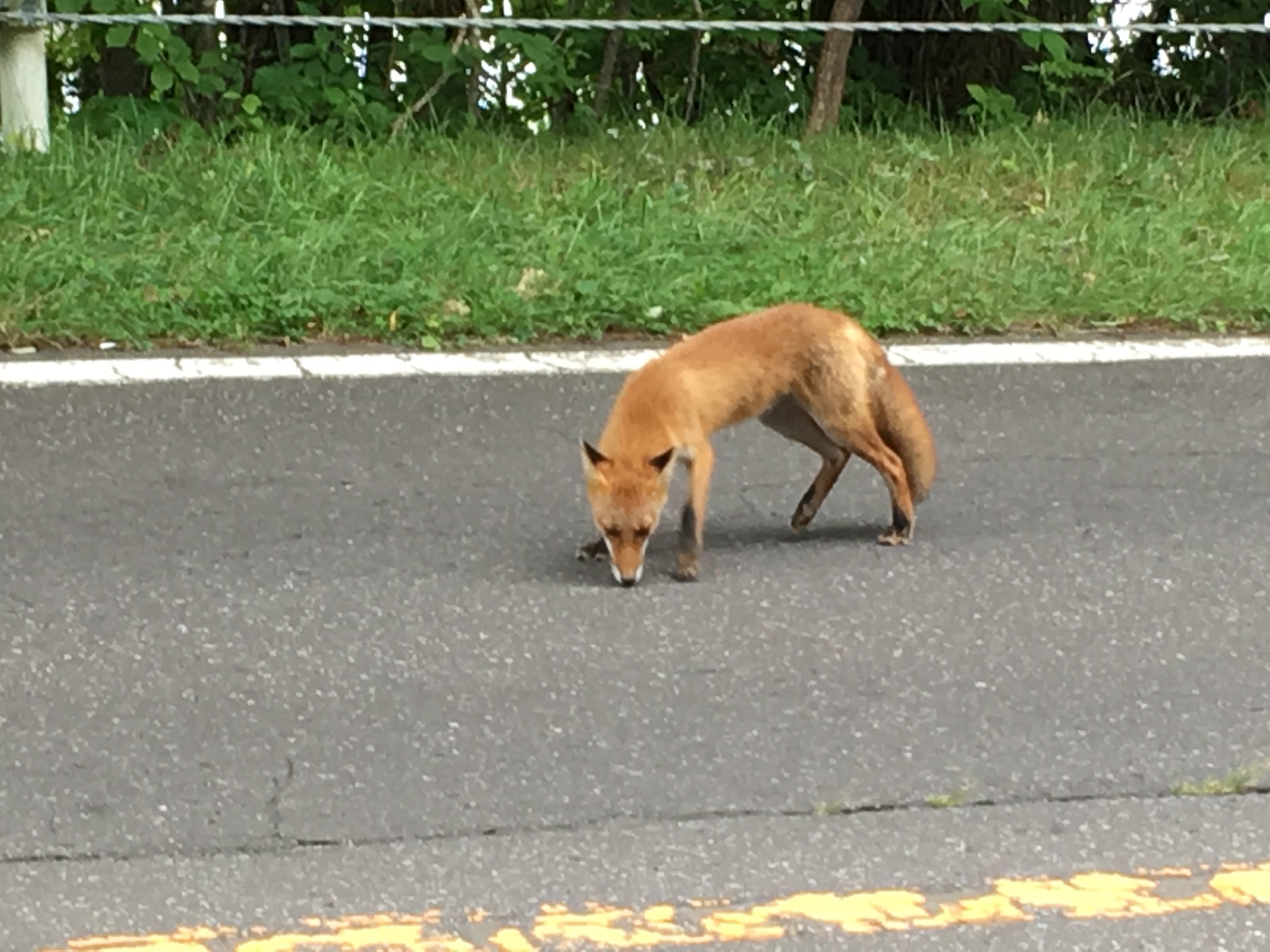 札幌自助遊攻略