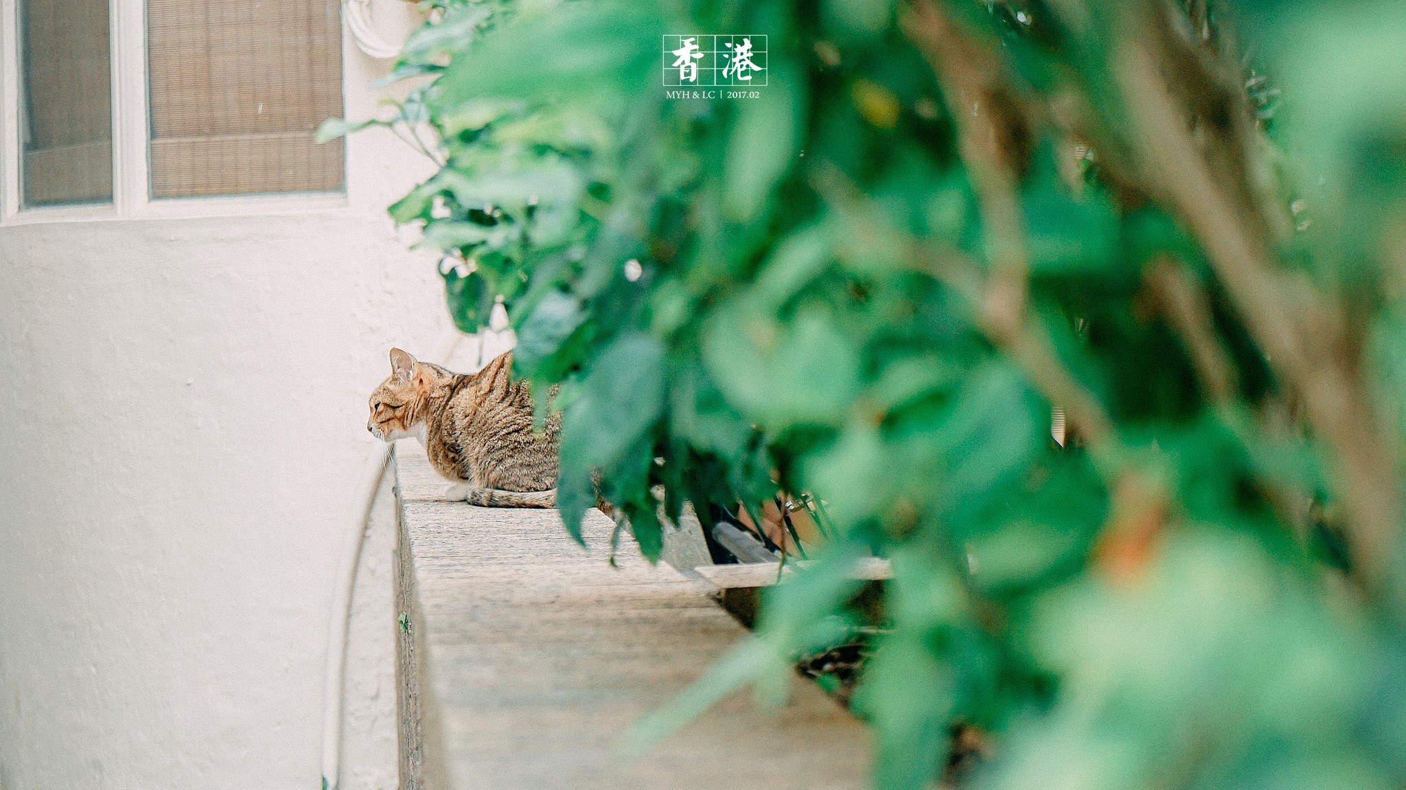 香港自助遊攻略