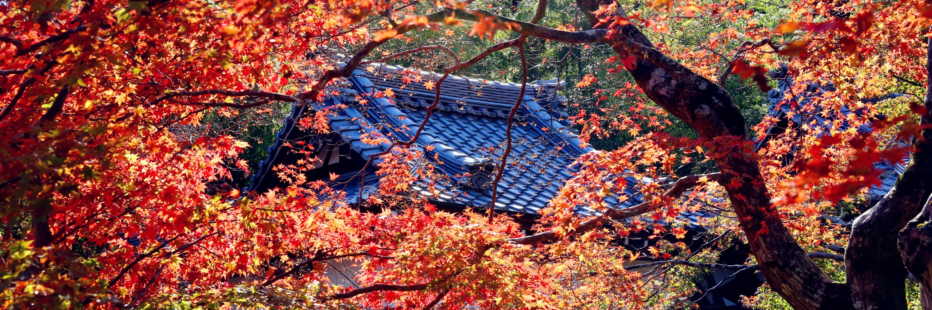 漫步京都红叶季 旅游攻略 马蜂窝