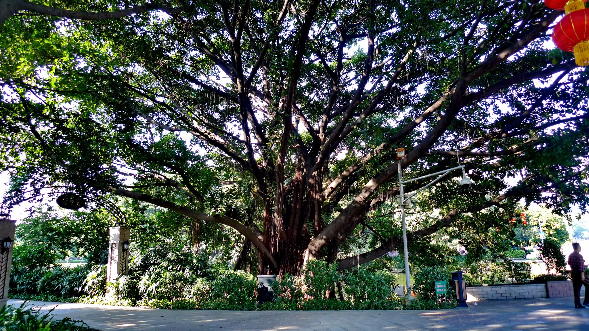 妙笔生花的造型流花湖公园,也许只是广州一个普通公园,但是那些大榕树
