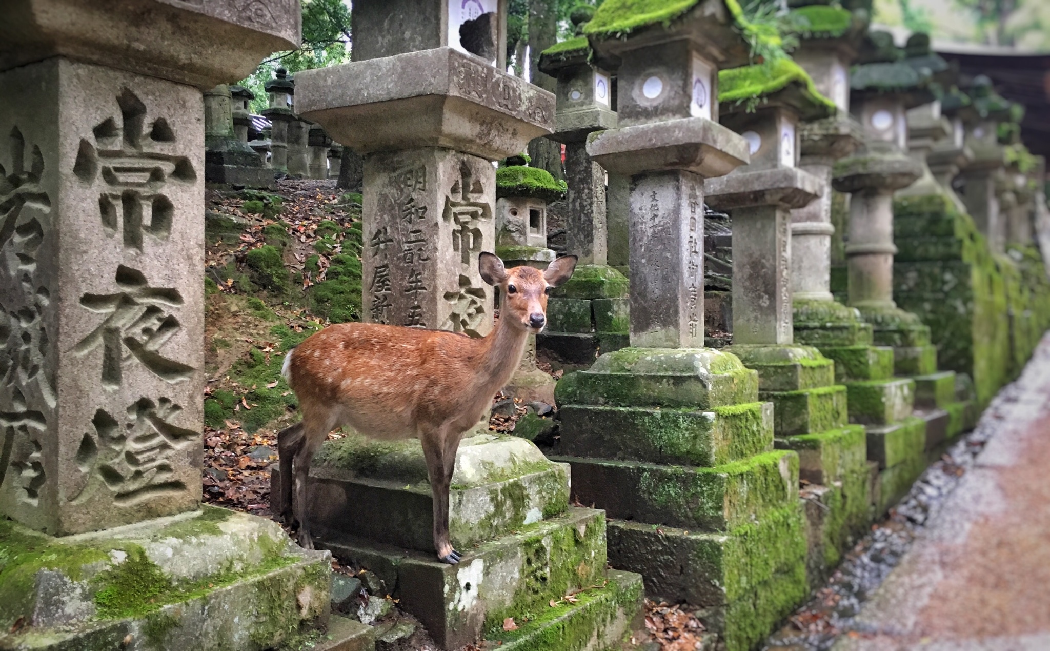 京都自助遊攻略