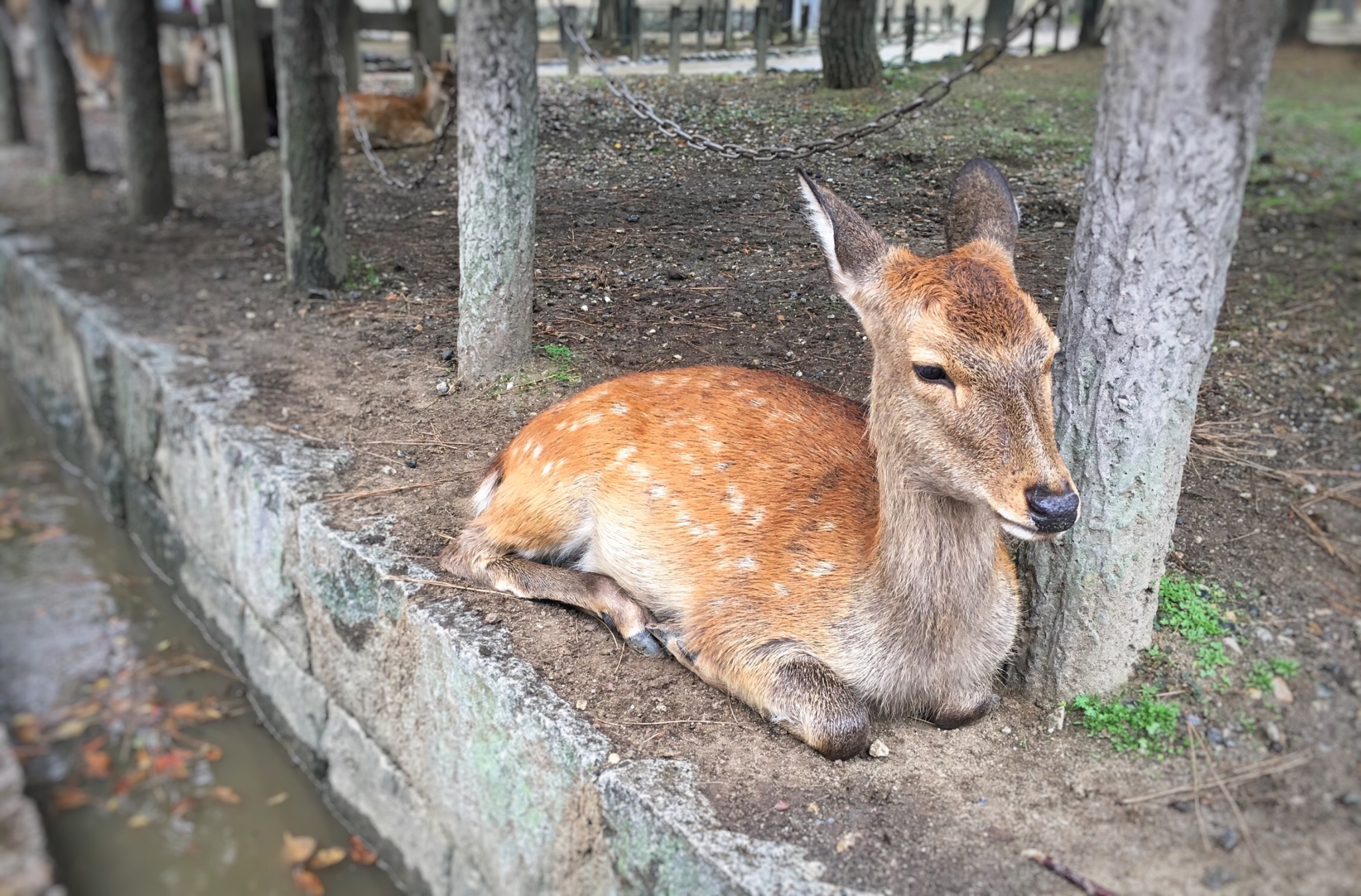 京都自助遊攻略