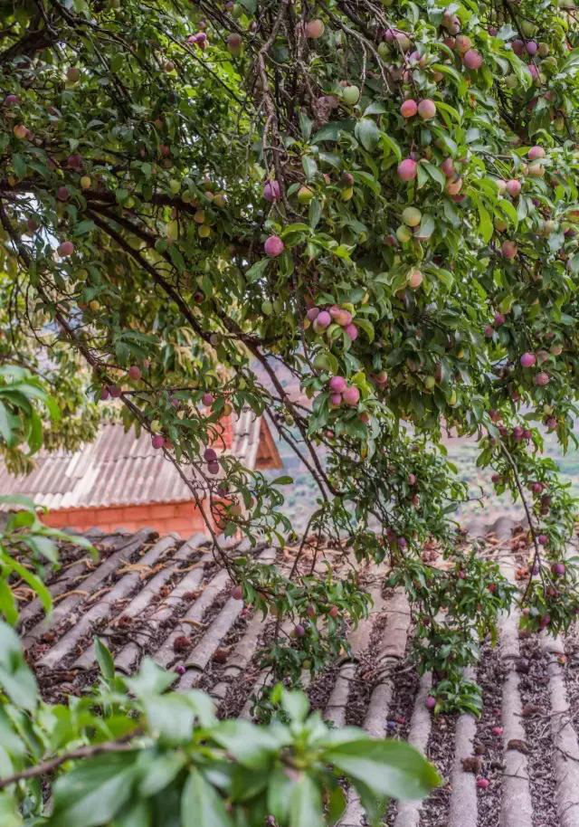 昆明最古老的果园,祖传四代!只种最好的水果