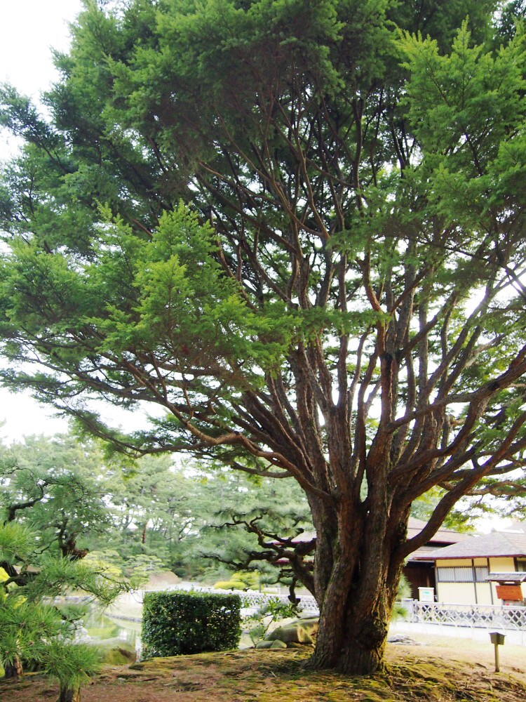 春秋日本高松自由行